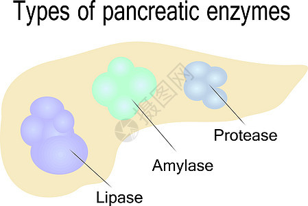 胰酶的种类图片