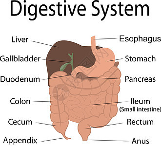 人体消化系统图片