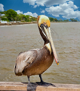 Pelican坐在码头上图片