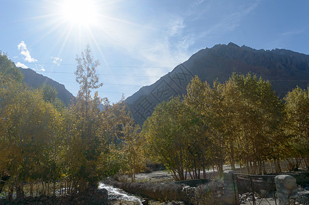 中华民国安徽省黄山山脉森林美丽的黄杨树和松林地 秋叶在夕阳下落叶雪山果园绿色地形色彩田园目的地低温橙色风光图片