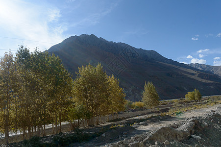 中华民国安徽省黄山山脉森林美丽的黄杨树和松林地 秋叶在夕阳下落叶森林果园季节蓝色草地阳光爬坡地方雪山目的地图片