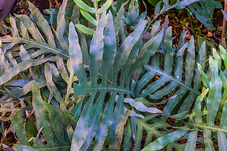 金蛇的叶子被紧闭 园艺中流行的热带植物树种背景图片