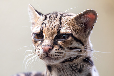 玛尔盖 莱奥帕杜斯威迪 一只稀有的南美猫猎人濒危老虎党团哺乳动物豹猫手表条纹荒野摄影师图片