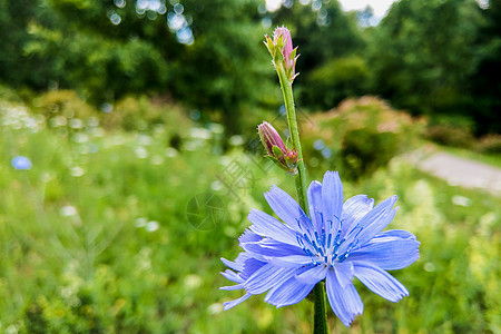 夏日紧闭的普通香蓝花朵植物学宏观植物草地荒野杂草菊苣咖啡植物群药品图片