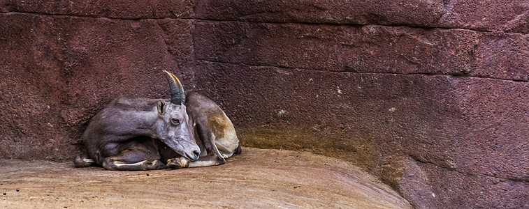 躺在地上的雌大角绵羊 来自美洲北部的热带动物物种图片