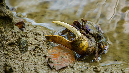 一只雄性小提琴家螃蟹的近切肖像 长着巨大的爪子 热带甲壳类动物图片