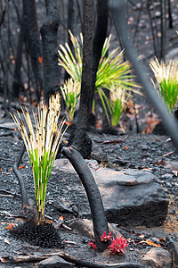 防火植物和树木在灌木林火灾后再生图片