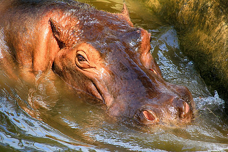 的头 正好在水面上空 显示大眼睛和头发上摄影兽头野生动物鼻子保护区身体哺乳动物野外动物部位动物背景图片