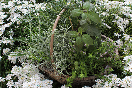 园中有许多草篮 在园圃里有草药植物群香葱草本植物植物迷迭香花园香料美味药草篮篮子图片