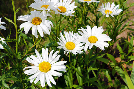 花园里美丽的白花朵的巨形太阳花束草本植物环境菊花植物群花瓣草地洋甘菊雏菊图片