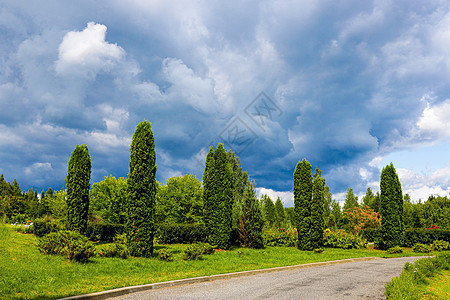 美丽的公园 绿色的Thuja 自然照片叶子城市针叶针叶树树篱侧柏植物群宏观蓝色崖柏图片