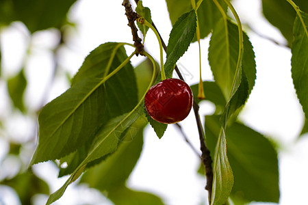 新鲜的红色有机针叶樱桃果实挂在树上 背景模糊 健康和高维生素 c 水果 健康食品的概念图片