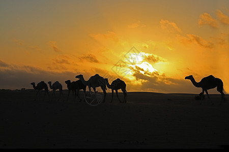 毛里塔尼亚的骆驼图片