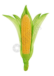 孤立的新鲜玉米图片