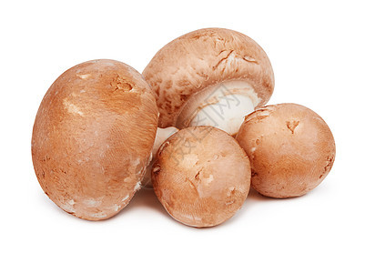 孤立的棕蘑菇菌类白色工作室蔬菜棕色食物图片