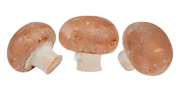 孤立的棕蘑菇菌类棕色工作室白色蔬菜食物图片
