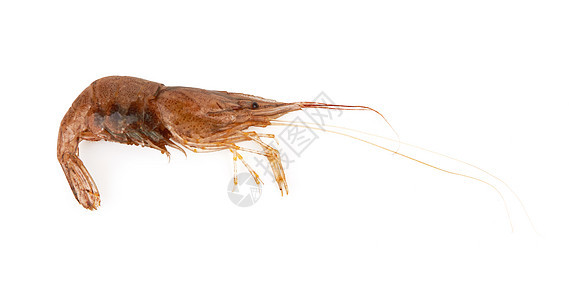虾食物贝类白色动物甲壳宏观海鲜美食图片