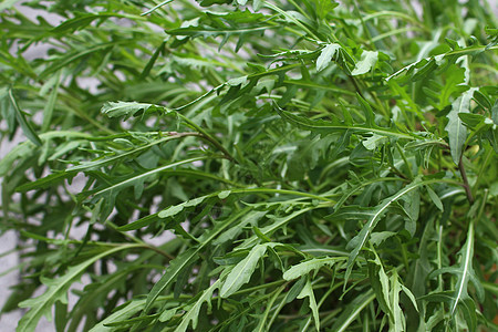 花园中的绿色健康火箭筒树叶叶子食物沙拉火箭植物背景图片