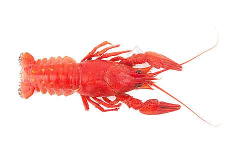 龙虾营养熟食贝类螃蟹海鲜癌症小龙虾爪子甲壳白色背景图片
