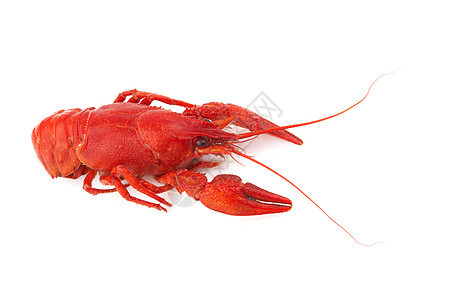 龙虾红色触手海鲜爪子贝类癌症营养螃蟹动物美食图片