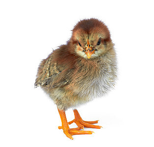 鸡生物爪子动物蛋壳生长生活羽毛工作室摇篮婴儿图片