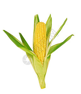 玉米叶子白色爆米花食物蔬菜粮食黄色绿色玉米芯营养图片