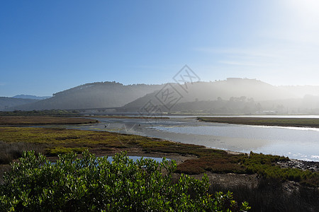 郁郁葱葱的绿色河口景观图片