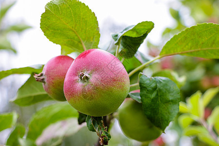 花园苹果树枝上的红苹果收成食物水果植物茶点果园蓝色饮食园艺小吃图片