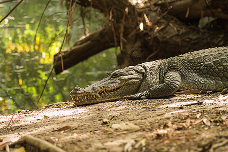 冈比亚炎热中的鳄鱼堡惊吓动物皮肤鳄鱼野生动物地面藻类异国危险环境图片