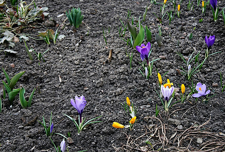 春天的第一天 冬天过后自然的觉醒 最早的春天花朵是小草地叶子紫色花园太阳植物鲜花贺卡植物群森林图片