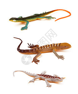 蜥蜴恐龙生活少年生物荒野动物爬虫玩具尾巴沙漠图片