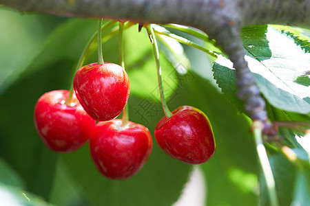 甜樱桃种子衬套生长浆果营养叶子乡村红色阴影农场图片