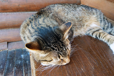美丽的黑猫躺在桌子上 睡着猫科动物小猫动物猫咪宠物血统说谎休息木头眼睛图片