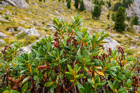 绿色山地植物与露水滴的景象场地花园墙纸环境生长自然宏观叶子草本植物甘菊图片