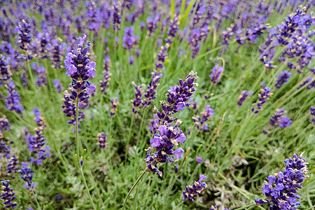 在阳光明媚的日子里 紫色的花朵在田野中的近距离图像香水香味花园植物蓝色晴天花束疗法荒野化妆品图片