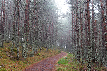 位于Cairngorms国家公园的秋季森林 特写绿色风景途径阳光红色季节树木林地薄雾公园图片