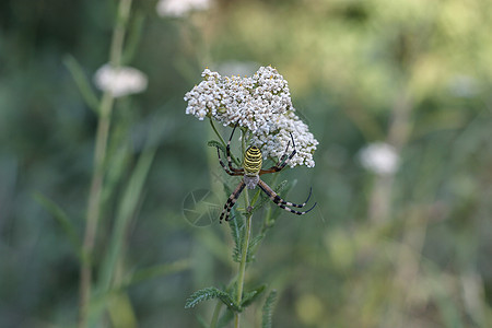 田野中种有小白花和蜘蛛捕猎的小白花的雅罗药用植物花园草本植物植物群药品植物学场地野花白色花朵昆虫图片