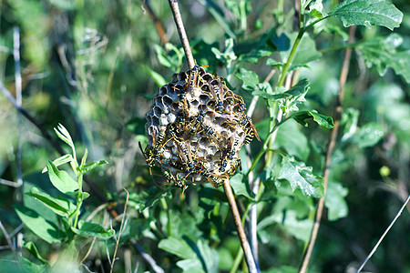 一群野蜜蜂栖息在巢穴里图片