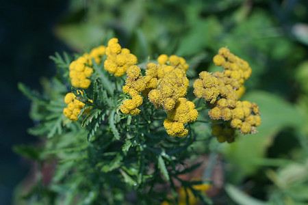 常见的谷类药用植物 田里种着小黄花图片