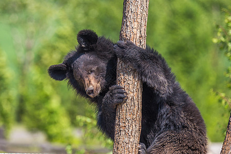 黑熊在阳光明媚的一天爬树动物棕色毛皮树木森林荒野野生动物黑色幼兽松树图片