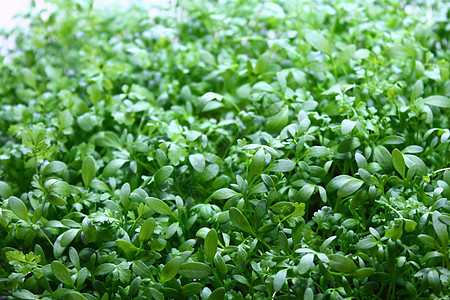 带有新压缩的后台花园食物草药沙拉绿色草本植物植物香料图片