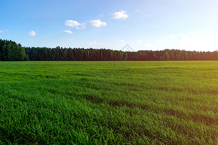 在阳光明媚的春天或夏日 绿色青春田地是可见的太阳草地食物土地天空阳台农业生长农田小麦图片