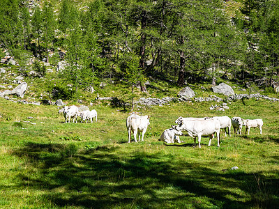自然公园的阿尔卑斯山牛图片