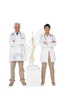 两名有骨架模型的笑着医生的肖像保健按摩师男性医学脊柱疗法卫生同事专家骨骼图片