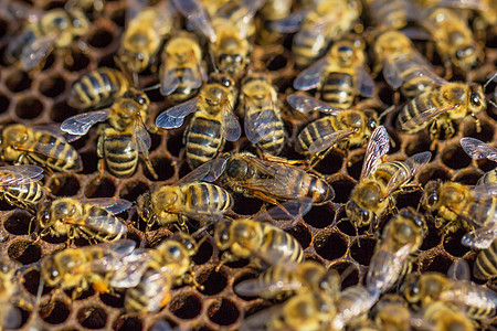 工作蜜蜂 养蜜蜂母亲农业职业框架工人昆虫细胞动物药品蜂房图片
