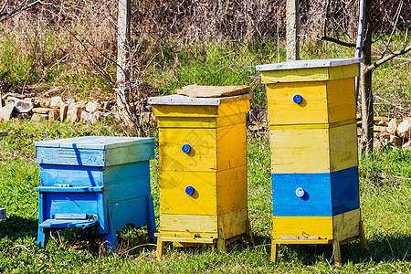 花园里有蓝蜂和黄蜂蜂窝场景季节动物农业花粉蜂房蓝色殖民地国家图片