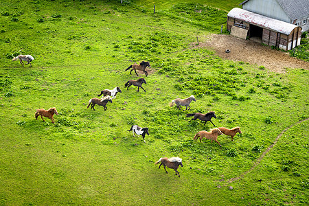 各种野马在绿地上奔跑图片
