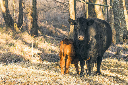 在森林附近与母牛一起的牛群图片