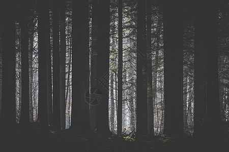 黑暗森林 阳光照耀的光芒图片