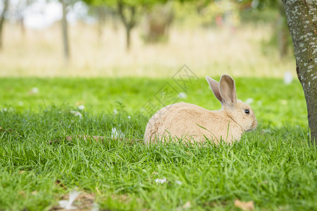 坐在绿草地上的小小兔子图片